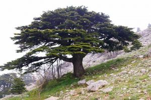 Cedar-of-Lebanon-adr090510670-bibleplaces